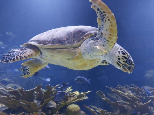 tartaruga marina en Oceanografico
